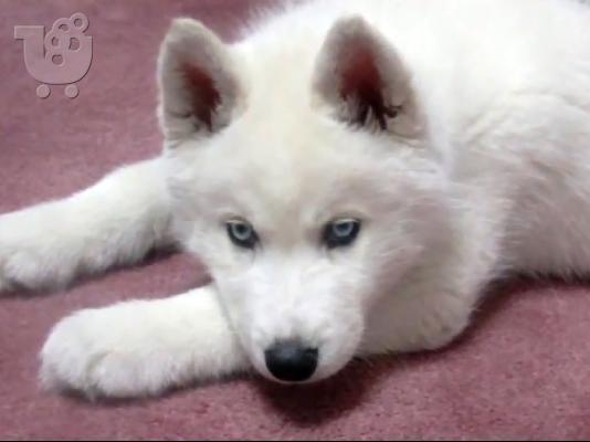 Χάσκυ Σιβηρίας (Siberian Husky)